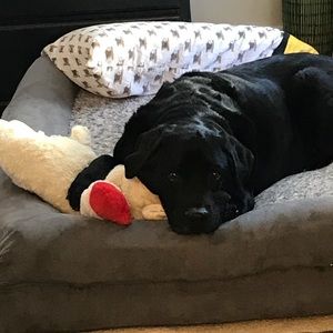 Meet your Posher, Anne